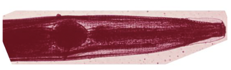 <p>What is the morphology of <em>Enterobius vermicularis</em> adults?</p>
