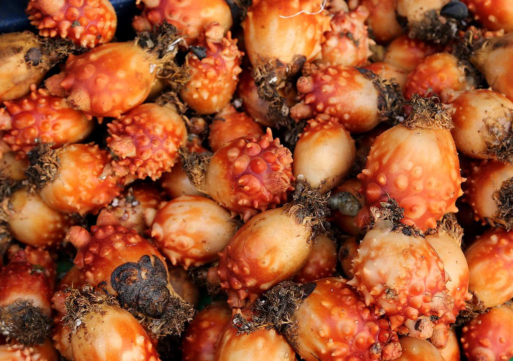 <p>sea squirt [<span><span>siː skwɜːt]</span></span></p>