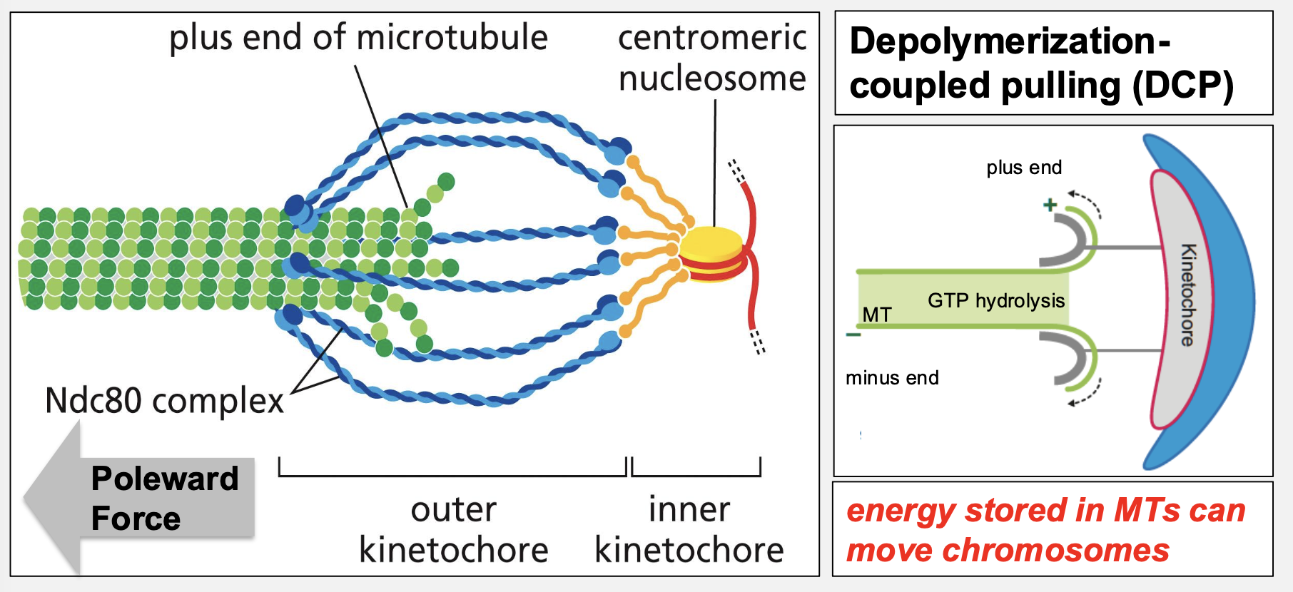 <p>What is depolymerization‑coupled pulling (DCP)?</p>