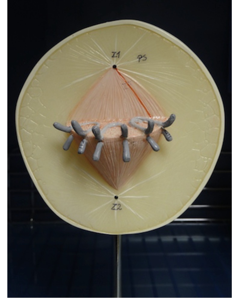 <p>Name the phase of mitosis</p>
