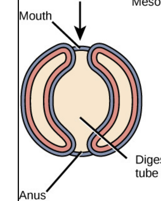 <p>Protostomes vs. deuterostomes</p>