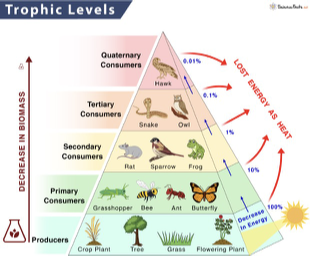 <p>primary, secondary, tertiary, quaternary (rarely)</p>