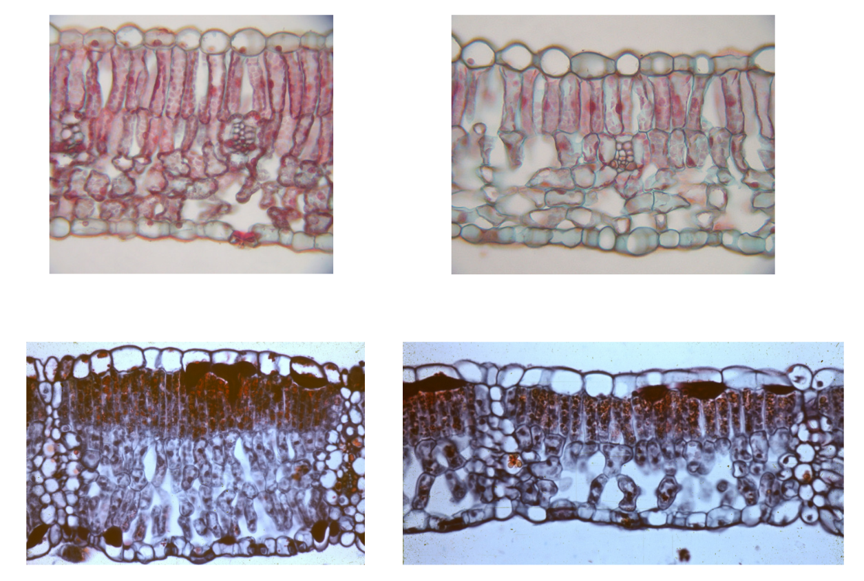 <p>Difference Between Sun and Shade leaves </p>