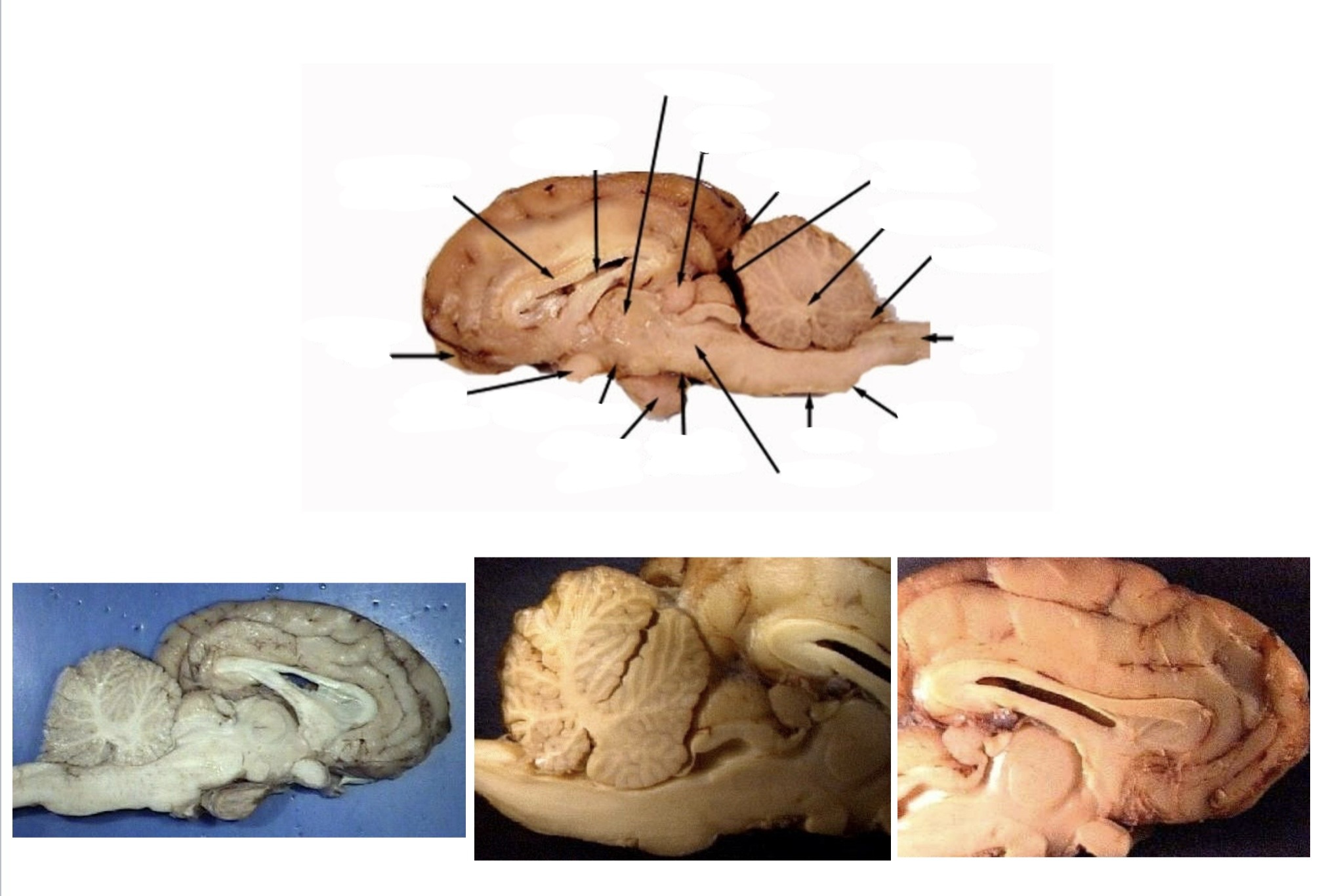 <p><a target="_blank" rel="noopener noreferrer nofollow" class="link" href="https://assets.knowt.com/user-attachments/81ae4bdd-e848-4def-8727-b65b22472bed.jpg" data-prevent-progress="true">https://assets.knowt.com/user-attachments/81ae4bdd-e848-4def-8727-b65b22472bed.jpg</a></p>