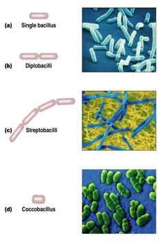 <p>Which bacterial shape is rod-shaped?</p><p>A. Bacillus</p><p>B. Coccus</p><p>C. Spirillum</p><p>D. Staphylococcus</p>