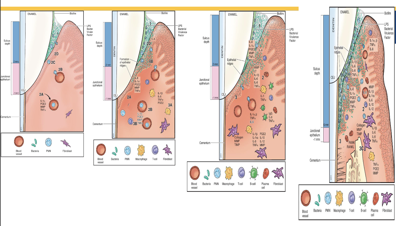 <p>initial, early, established, and advanced</p>