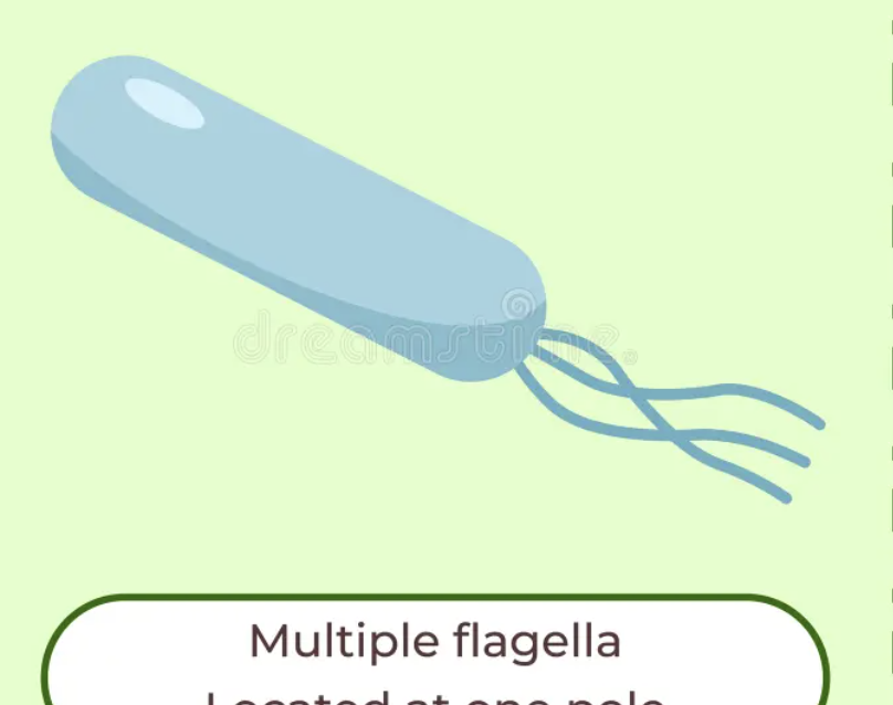 <p>A tuft of flagella at the end of the cell. </p>
