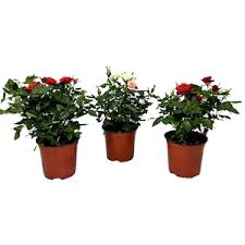 <p>these small rose bushes in pots </p>
