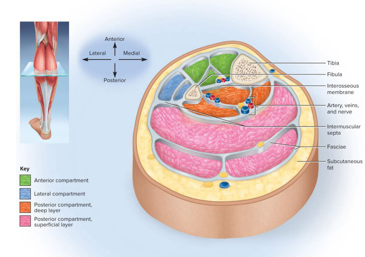 <p>Group of muscles that function together enclosed by fascia → also contains nerves and blood vessels that supply the muscle group</p>