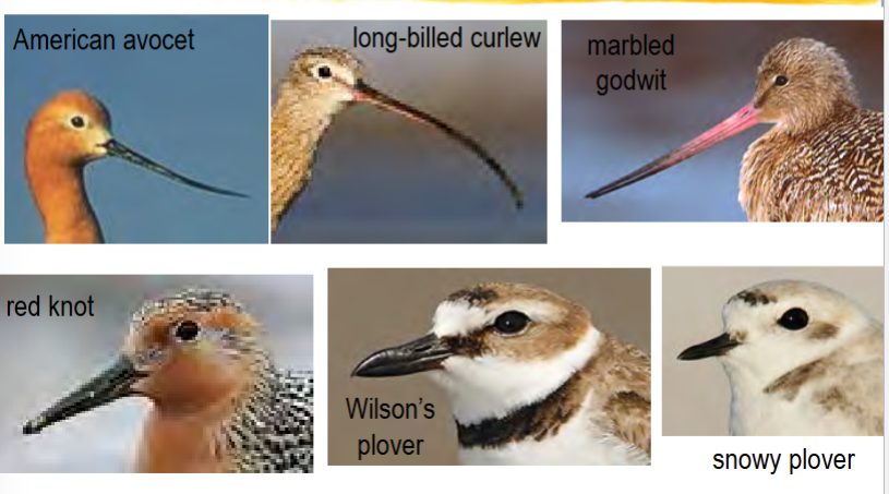 <p>morphology: shorebird beak shapes changing to specialize on insects at different depths and different sized insects</p><p>morphology: anoles specializing on insects in different parts of a tree and different sized insects, thanks to differently shaped legs and toes</p><p>physiology: Fowler’s toad and spring peeper breed at slightly offset times. Tadpoles hatch in different months, so don’t compete for food</p><p>behavior: Fowler’s toads and spring peepers (same as above)</p>