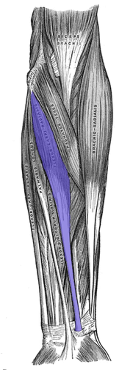 <p>Flexor Carpi Radialis</p>