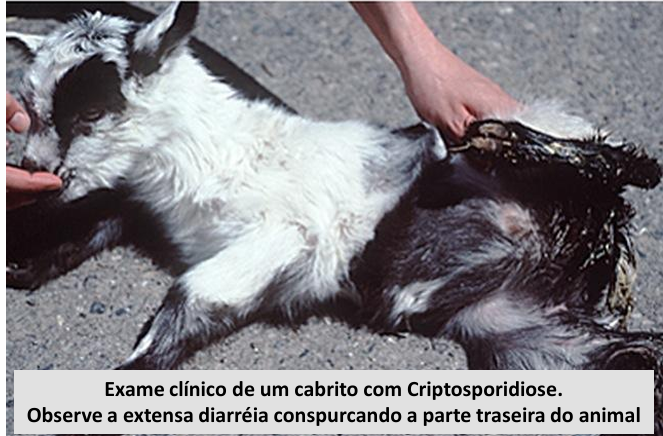 <ul><li><p>não é grave, só em casos de imunossupressão </p></li><li><p>não há tratamento </p></li><li><p>animais são um reservatório importante </p></li><li><p>importante manter animal hidratado </p></li></ul><p></p>