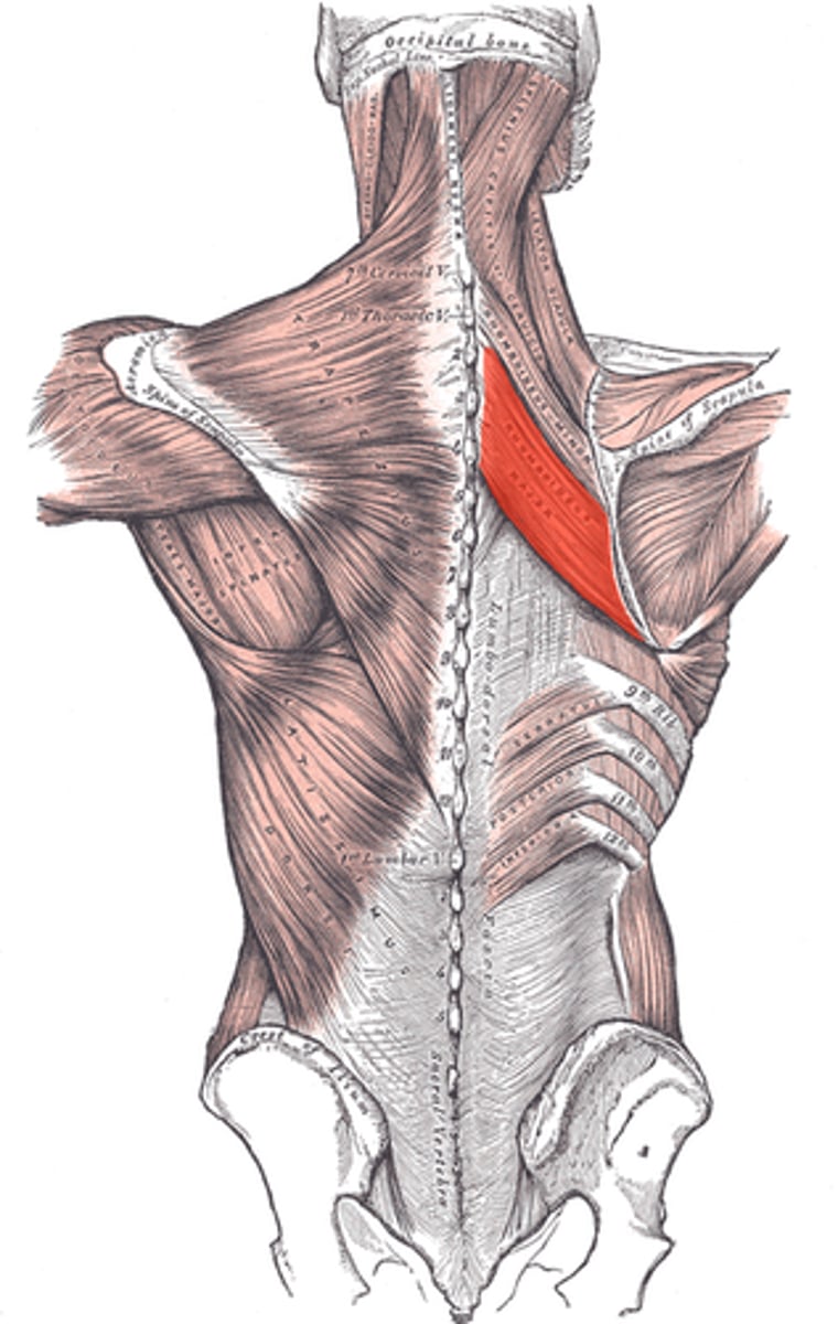 <p>medial border of scapula INFERIOR to spine</p>