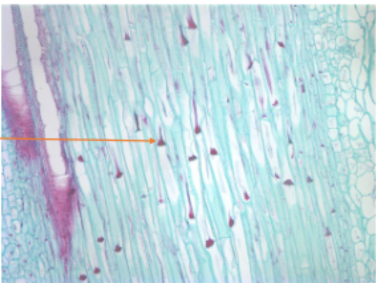 <p>what is it pointing at?</p>