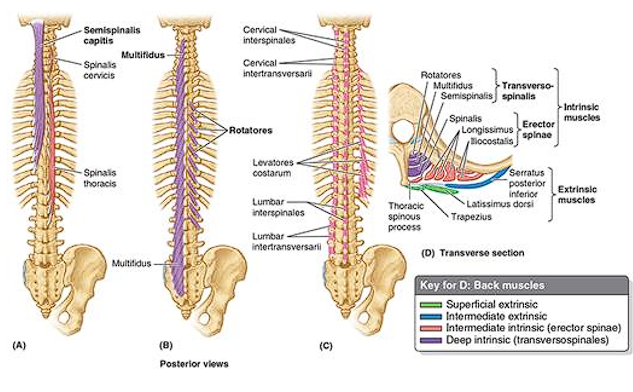 <ul><li><p>located deep to the erector spinae muscles</p></li></ul><p>Action:</p><ul><li><p>Stabilization</p></li><li><p>Bilateral contraction: extension of the vertebral column</p></li><li><p>Unilateral contraction: rotation of vertebral column to the contralateral side of the contracting transversospinalis muscle</p></li></ul><p>Innervation:</p><ul><li><p>segmentally innervated by <span style="color: red;">dorsal rami</span></p></li></ul><p></p>