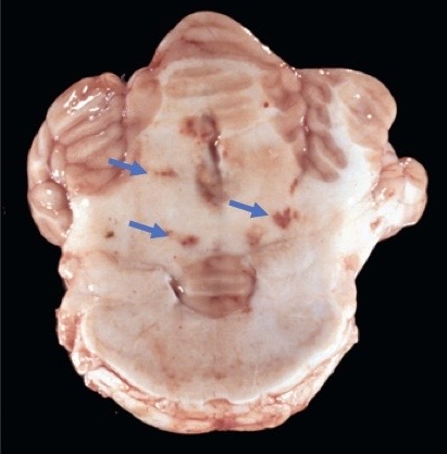 <p>What is this lesion in this horse? What is it likely caused by?</p>