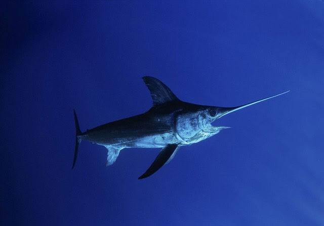 <p>swordfish</p>