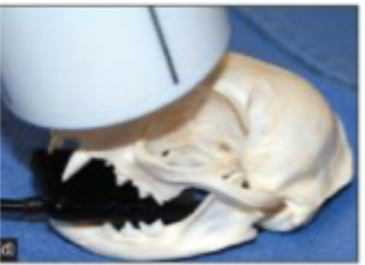 <p>70 degree rostral-caudal oblique in sternal recumbency </p>