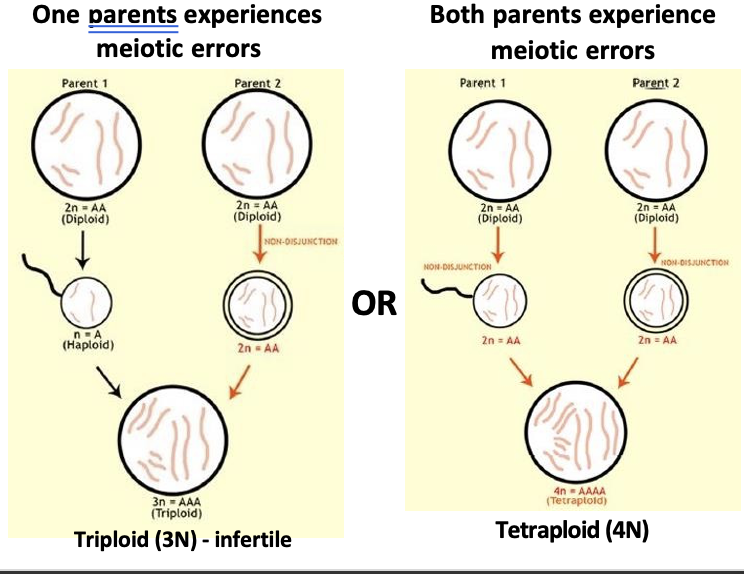 <ul><li><p>The phenomenon of when homologous chromosomes fail to separate from one another</p><ul><li><p>This can cause speciation in just one generation</p></li></ul></li><li><p>Autoployploidy</p><ul><li><p>Two of the same species breed</p></li><li><p>One or both parents experience a meiosis error → A gamete has twice as many chromosomes as normal</p><ul><li><p>Results in an offspring with chromosomal duplication. (3N or 4N vs 2N). </p></li></ul></li></ul></li></ul><p></p>