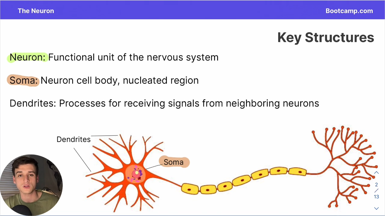 <p>the neuron cell body, the nucleated region </p>