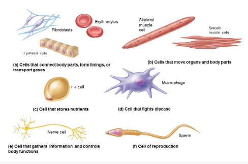 <p>There are 250 different types of human cells<br>Differ in shape, size, and subcellular components<br>Differences lead to differences in function </p>