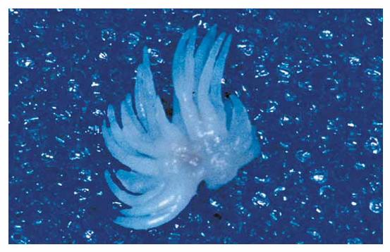 <p>describe the pic </p>