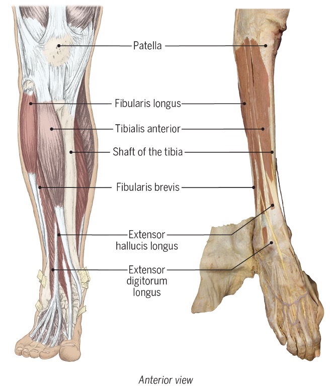 <ul><li><p><span>Tibialis anterior</span></p></li><li><p><span>Extensor hallucis longus</span></p></li><li><p><span>Extensor digitorum longus</span></p></li></ul><p>active during swing phase of walking</p>