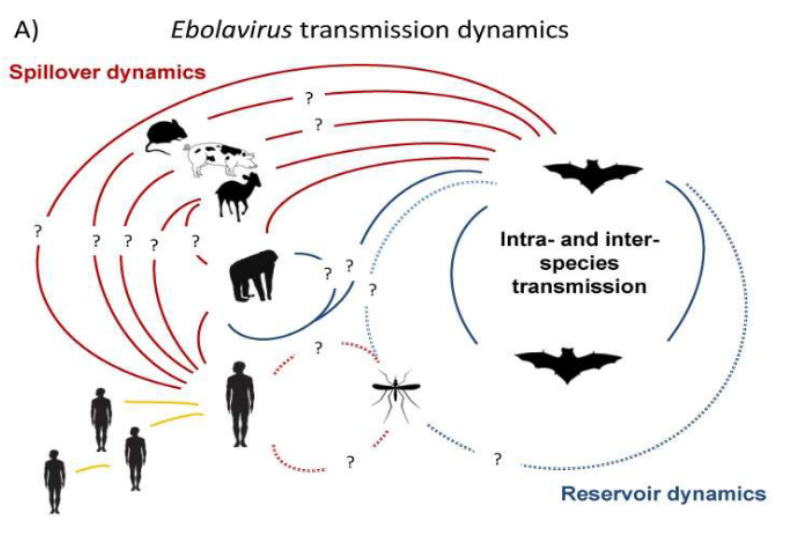 <p>spillover from other animals, then intra and inter species transmission in bats. </p>