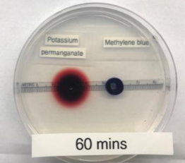 <p>what diffused fastest and why?</p>