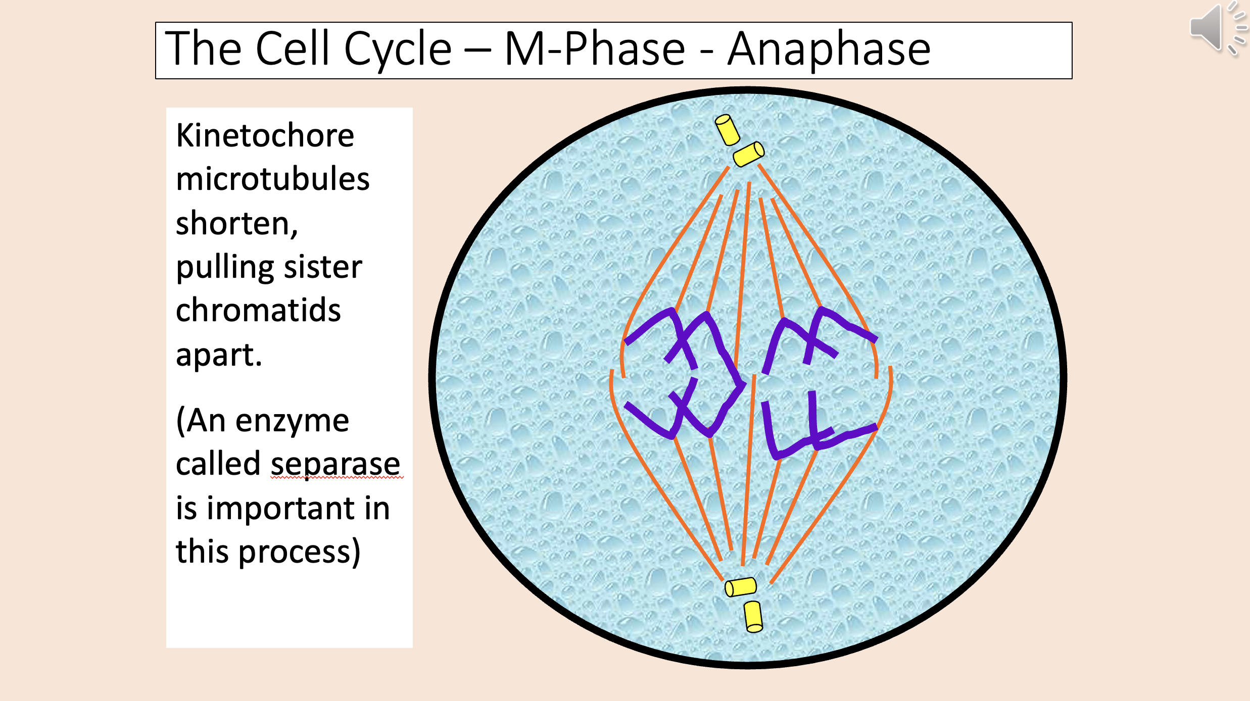 <p><span>anaphase</span></p>