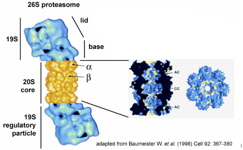 <ul><li><p>small 2.5 megDa multi subunit complex over 30 proteins</p></li><li><p>the 26S proteasome is composed of one 20s core complex and 1- 2 19S regulatory particle(s)</p></li><li><p>targets for degradation of poly-ubiquitylated proteins</p></li></ul><p></p>