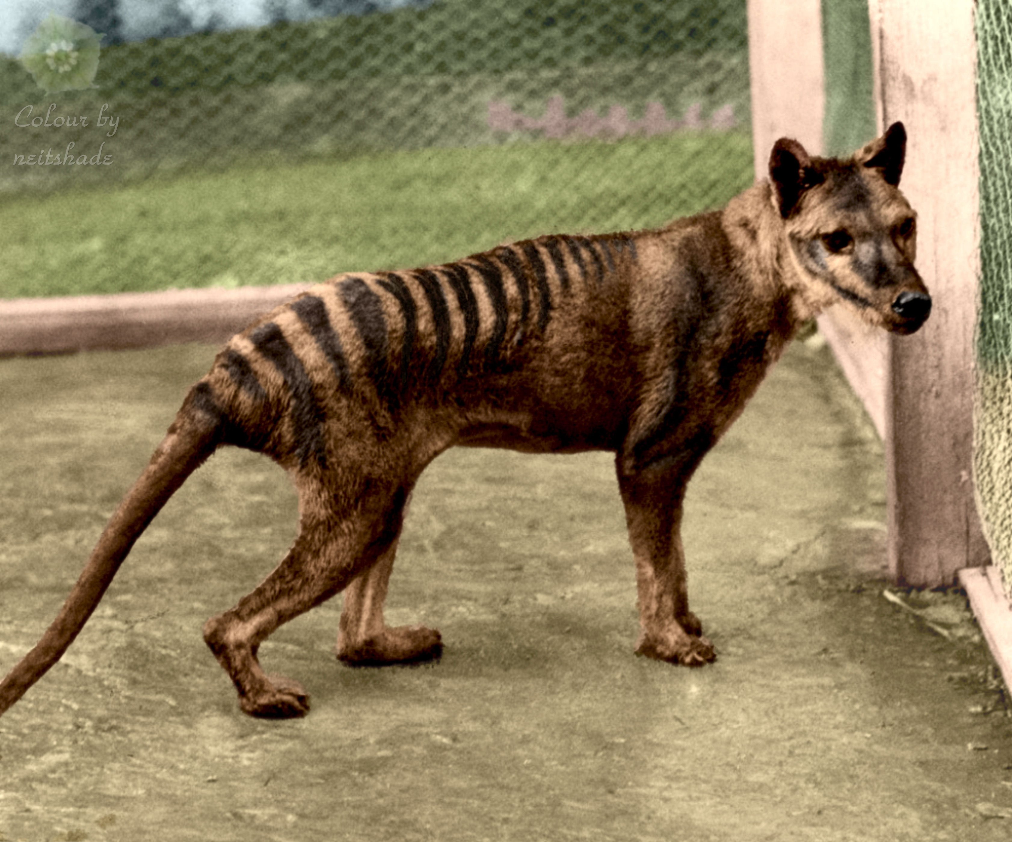 <p>Common Name: Thylacine</p><p>Order: Dasyuromorphia</p><p>Family: Thylacinidae</p>