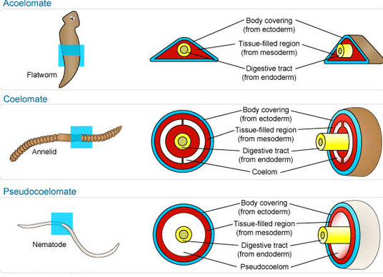 <p>has muscles but not along the full animal/digestive tract</p>