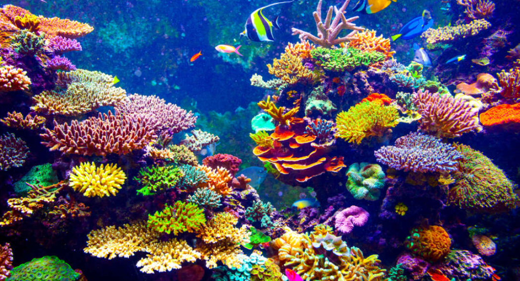 <p>coral [<span>ˈkɒrəl]</span></p>