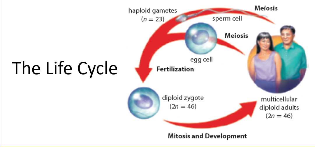 <p>based on regular pattern of meiosis and mitosis</p><p>alternation of generation refers to the alternation of diploid and haploid generations</p>