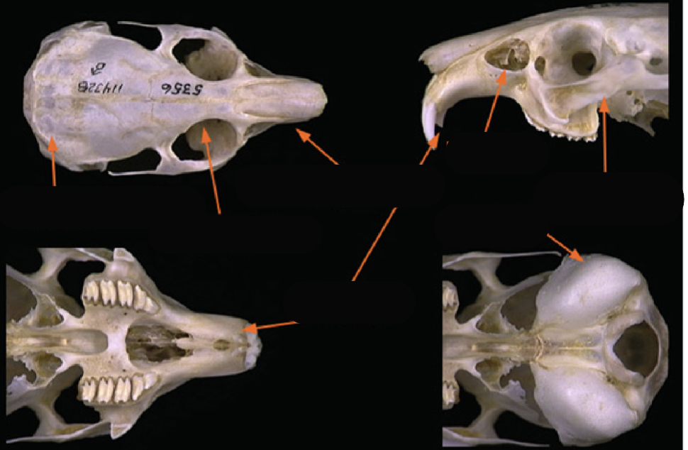 <p>What order and family?</p>