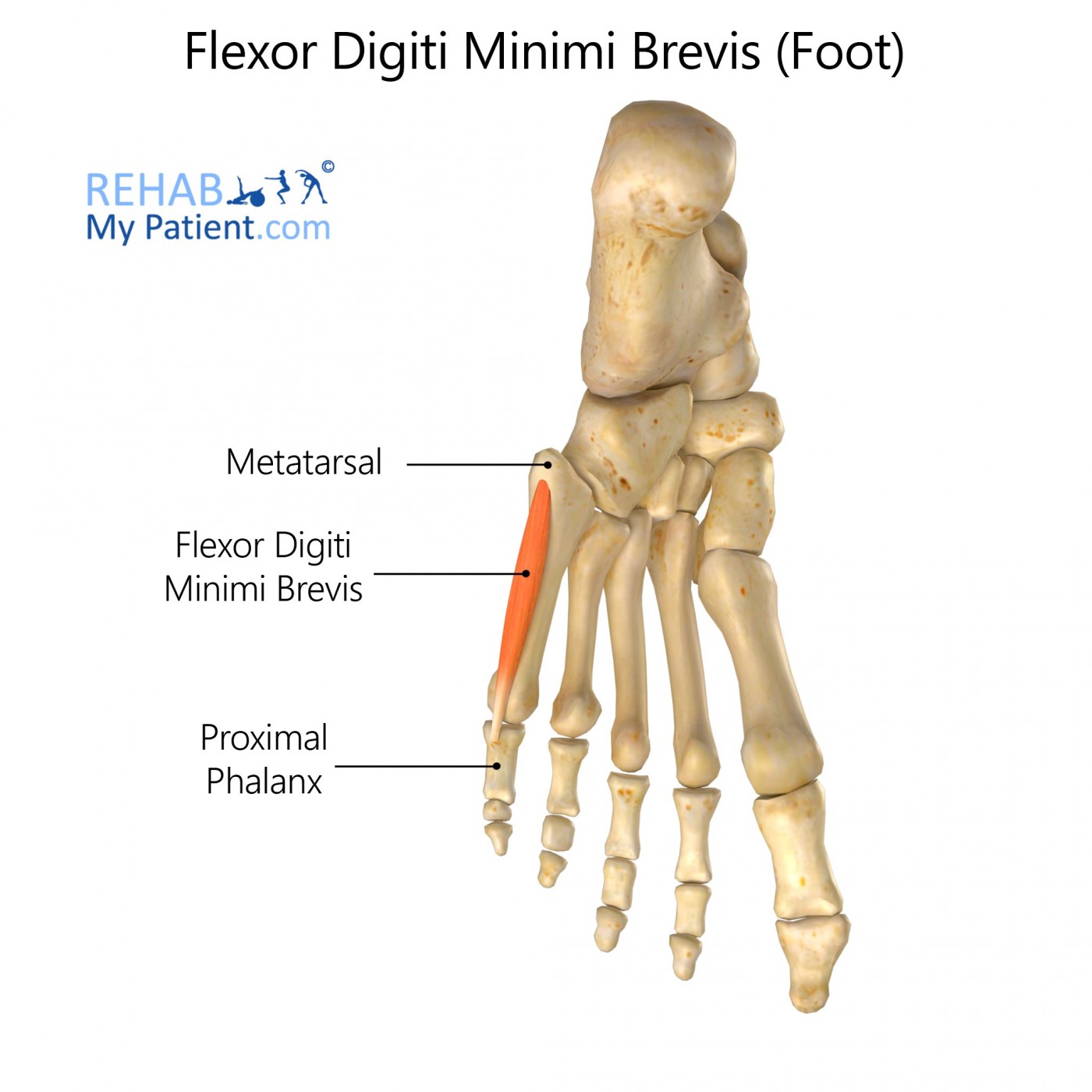 <p>Proximal Attachment (O): Base of 5th metatarsal</p><p>Distal Attachment (I): Base of proximal phalanx of 5th digit</p><p>Nerve: Superficial branch of lateral plantar nerve (S1–S3)</p><p>Action: Flexes proximal IP joint of 5th digit, thereby assisting with flexion of digit</p>