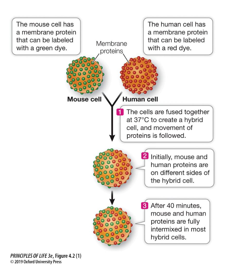 <p>It proved that the plasma membrane is <strong>fluid</strong> and that membrane proteins are capable of <strong>lateral diffusion</strong> rather than being locked in fixed positions.</p><ul><li><p><strong>Cell Fusion:</strong> A <strong>mouse cell</strong> and a <strong>human cell</strong> are fused together to create a single "hybrid" cell.</p></li><li><p><strong>Labeling:</strong> The surface proteins of each cell are tagged with different fluorescent markers (e.g., green for mouse and blue for human).</p></li><li><p><strong>Initial Observation:</strong> Immediately after fusion, the proteins remain segregated—the mouse proteins stay on one half of the hybrid cell, and the human proteins stay on the other.</p></li><li><p><strong>The Result:</strong> After 40 minutes at <span><strong>37^C</strong></span>, the proteins have fully intermixed across the entire surface of the hybrid cell.</p></li></ul><p></p>