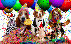 <p>parties/holidays</p>
