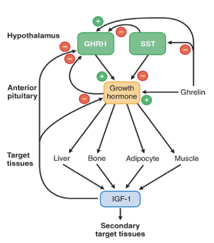 <p><span style="background-color: transparent;">Actual growth and proliferation occurs via the <strong>insulin-like growth factor 1 </strong>(<strong>IGF-1</strong>)</span></p><ul><li><p><span style="background-color: transparent;">IGF-1 promotes growth of bone length, muscle and tissue growth, and burning of fat</span></p></li><li><p><span style="background-color: transparent;">High levels of IGF-1 appear to inhibit GHRH <em>and</em> increase somatostatin release, both of which provide negative feedback on GH release</span></p></li></ul><p></p>
