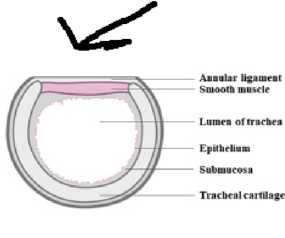 <p><span style="background-color: transparent;">The hyaline cartilage rings do not completely encircle the trachea, but are open __________</span></p><p></p>