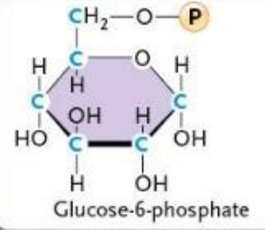 <ul><li><p>Glucose → Glucose-6-phosphate</p></li><li><p><strong>ATP → ADP</strong></p></li><li><p>Phosphorylation</p><ul><li><p>Adds negative charge</p></li><li><p>Prevents glucose from leaving the cell</p></li></ul></li><li><p>IRREVERSIBLE </p></li></ul><p></p>