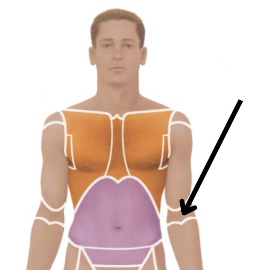 <p>Medical term, region, anteiror/posterior?</p>