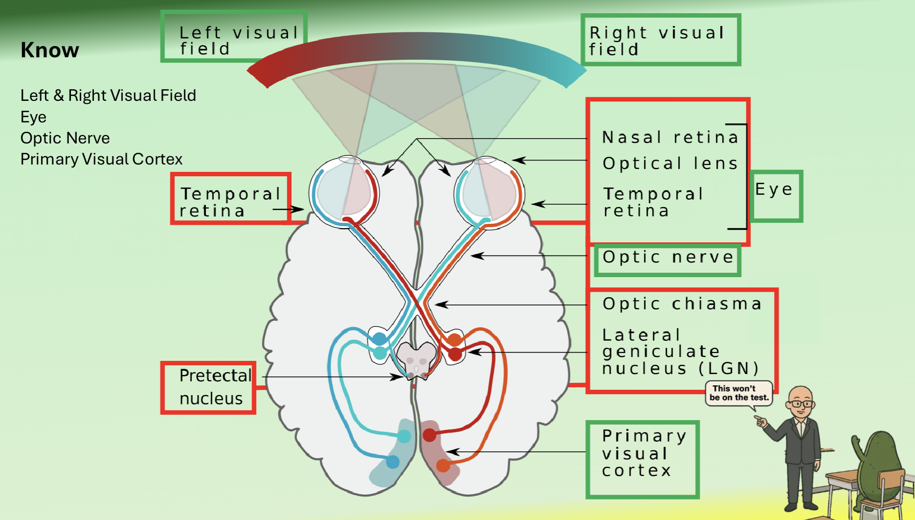 <p>Light entering the eyes through the left visual field is ultimately processed on the right side (hemisphere) of the brain in the occipital lobe. </p>