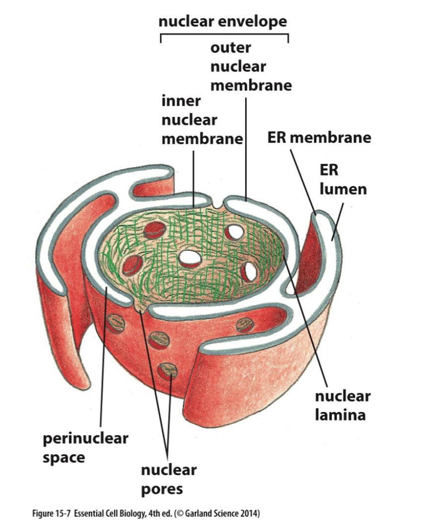 <p>outer nuclear membrane</p>