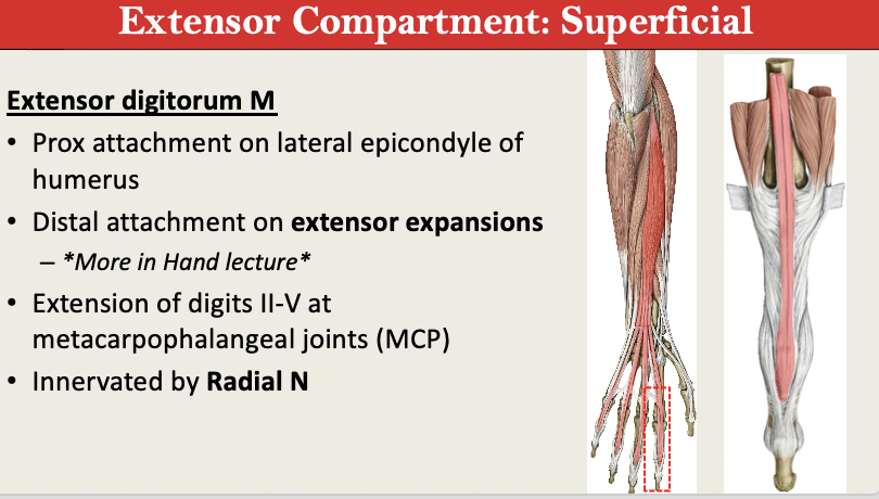 <p>M: Extension of D2-5 at MCP <br>N: Radial N<br>PA: Lateral Epicondyle<br>PD: Extensor Expansions<br>G: Extensor Superficial</p>