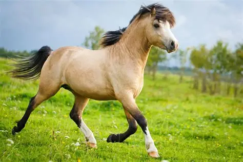 <p>Pony </p>