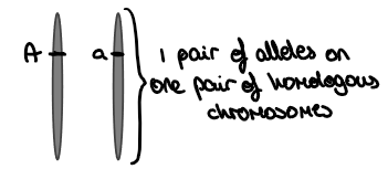 <p>single factor characteristic inheritance- only one gene being inherited, 1 pair of alleles on 1 pair of homologous chromosomes</p>
