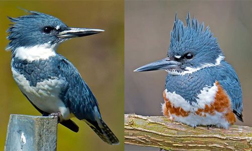 <p>Belted Kingfisher</p>