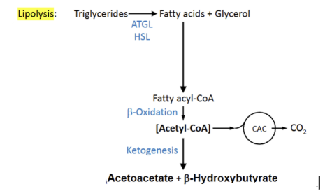 <p>Show the feedback loop that ketone bodies are involved in within the image</p>